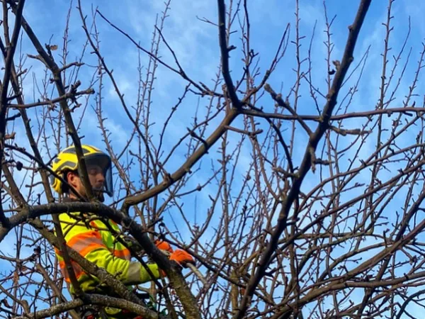 Trädfällning i Uppsala av arborist