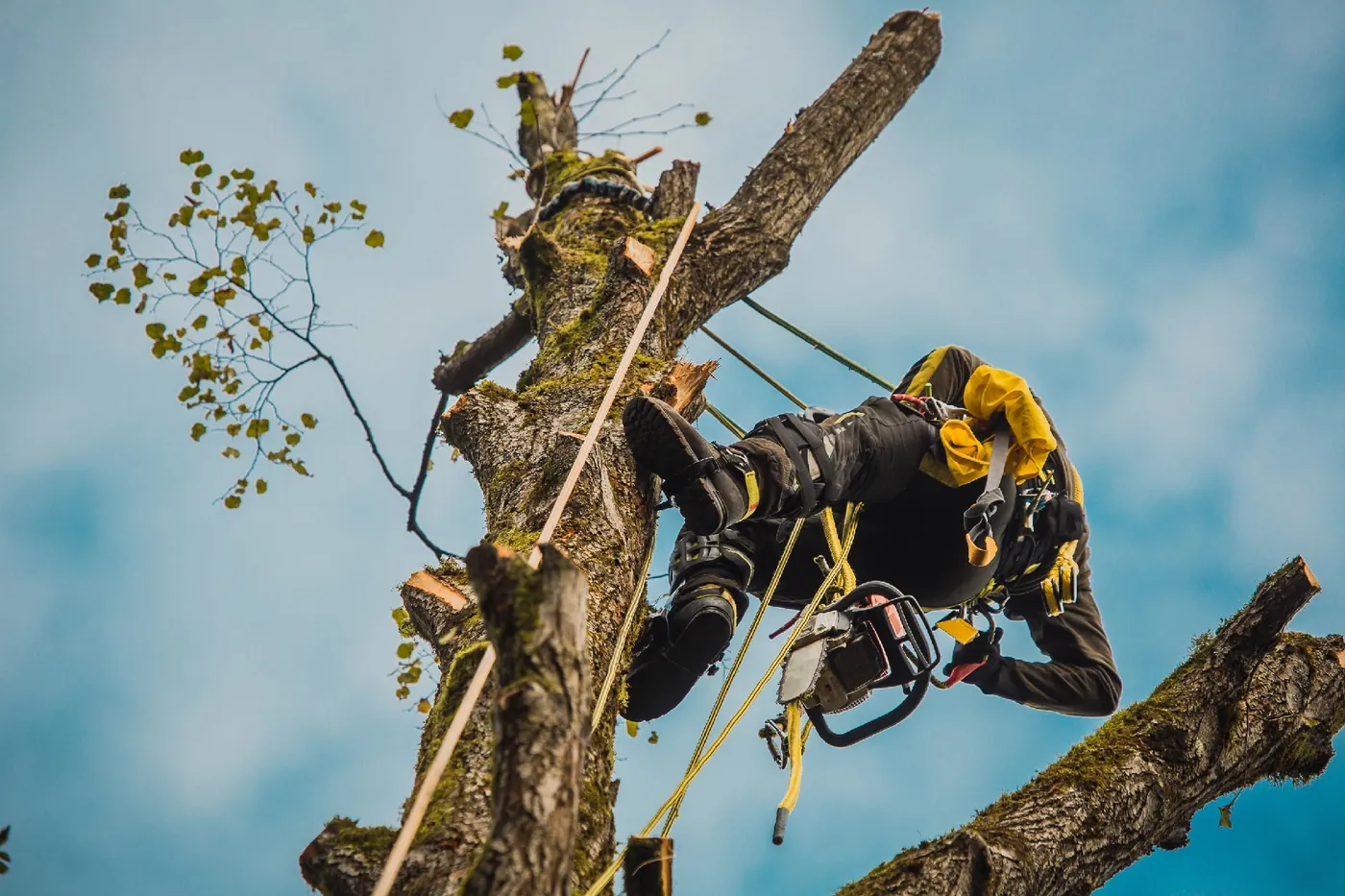 Arborist i Uppsala utför trädfällning